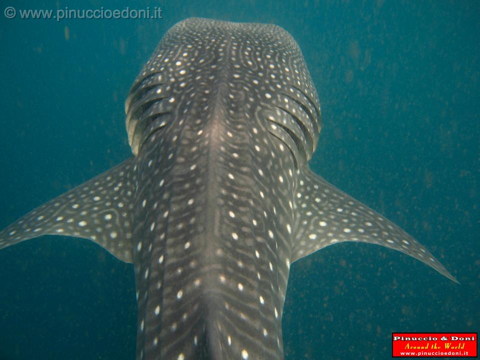 Djibouti - Whale Shark in Djibouti - 26.jpg